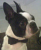 What Do You Know About Boston Terriers?