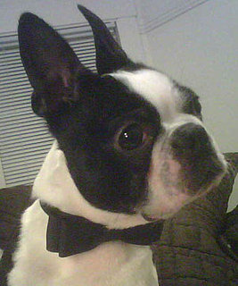 What Do You Know About Boston Terriers?