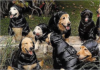 Montcler's New Ads Star a Few Four-Legged Models