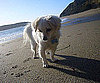 Pet Pic of the Day: Tara Takes Long Walks on Tiny Paws