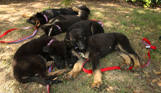 Meet Trustt, Solace, Prodigy, Valor and Dejavu