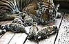 Photos of Tiger Cubs 2009-06-19 13:14:42