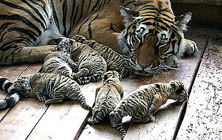 Photos of Tiger Cubs
