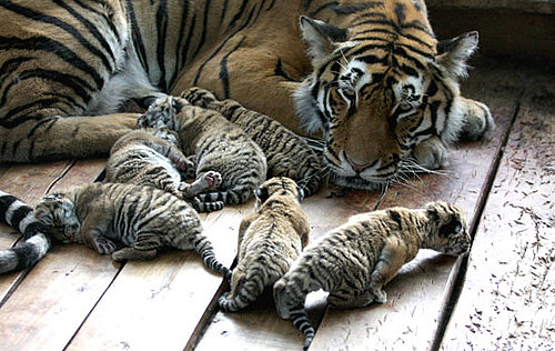 Photos of Tiger Cubs