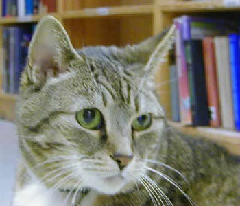 Does Your Local Bookstore or Library Have a Resident Cat?