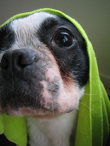 "Boston Terror" Chronicles: North Vs. TubNub (and Microfiber Towel)