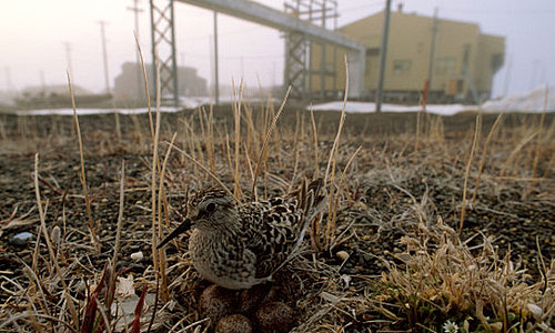 Wild Animals Stricken With Cancer Nearly as Much as Humans