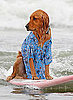Photos of the 2009 Dog Surfing Competition in San Diego 2009-06-22 10:59:28