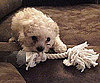 Pet Pic of the Day: Bentley's Bone