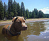 Pet Pic of the Day: Ready, Set, SWIM!