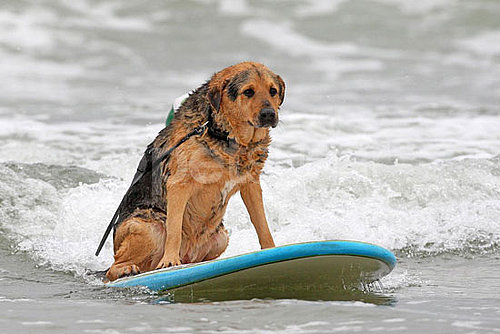 4th Annual Dog Surfing Competition 4th Annual Dog Surfing Competition