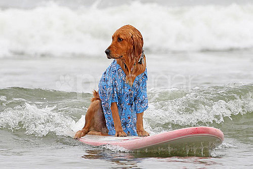 4th Annual Dog Surfing Competition 4th Annual Dog Surfing Competition