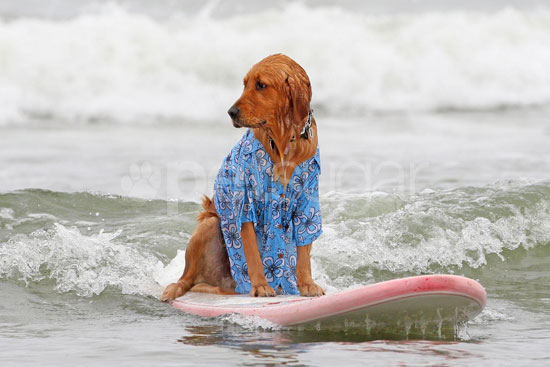 4th Annual Dog Surfing Competition 4th Annual Dog Surfing Competition
