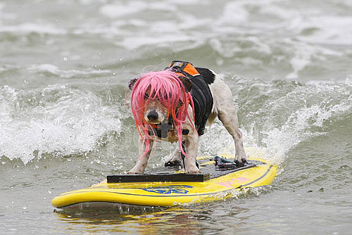 4th Annual Dog Surfing Competition 4th Annual Dog Surfing Competition