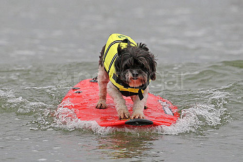 4th Annual Dog Surfing Competition 4th Annual Dog Surfing Competition