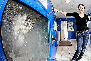 Brilliant or Baffling? Dog-o-Matic Washing Machine