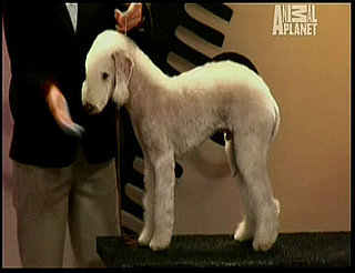 2009 Groomer Has It Winner: Huber Won Groomer Has It Season 2