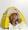 No Wonder They Call It a Pup Tent: Tents For Dogs 