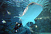 Whale Sharks!