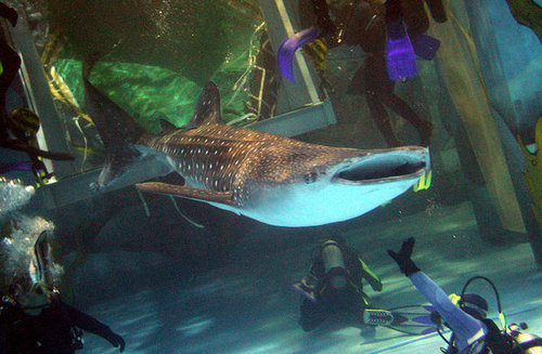 Whale Sharks! Whale Sharks!