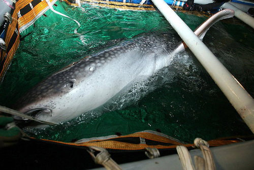Whale Sharks! Whale Sharks!