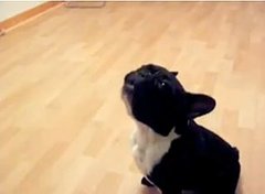 French Bulldog Sings Along With a Harmonica