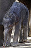 Baby Elephant At Taronga Zoo! 