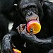 Pureed Then Popsicles