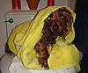 Pet Pic of the Day: Mr. Beans After a Bath