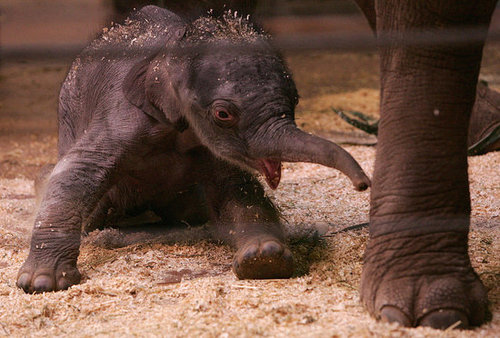 Taronga Zoo's Baby Elephant! Taronga Zoo's Baby Elephant!