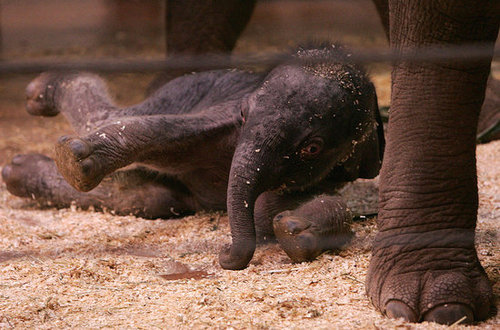 Taronga Zoo's Baby Elephant! Taronga Zoo's Baby Elephant!