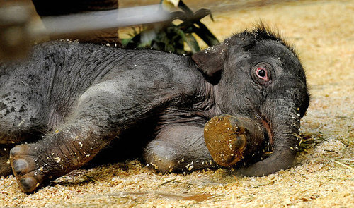 Taronga Zoo's Baby Elephant! Taronga Zoo's Baby Elephant!