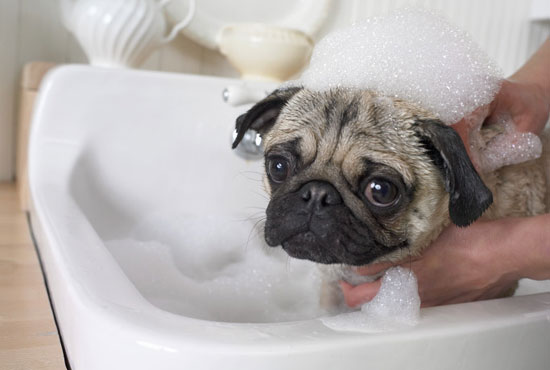 Pet Peeves: How Do I Clean My Dog's Eyes? Pet Peeves: How Do I Clean My Dog's Eyes?