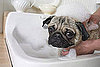 Pet Peeves: How Do I Clean My Dog's Eyes?