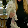 Do Tell: Have You Ever Been to a Pet Funeral or Cemetery?
