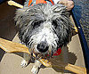 Pet Pic of the Day: Oliver Can Canoe