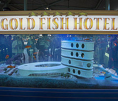 Check Out the World's First Hotel For Pet Fish!