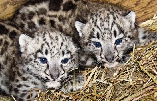 Baby Snow Leopards are BFF's Baby Snow Leopards are BFF's