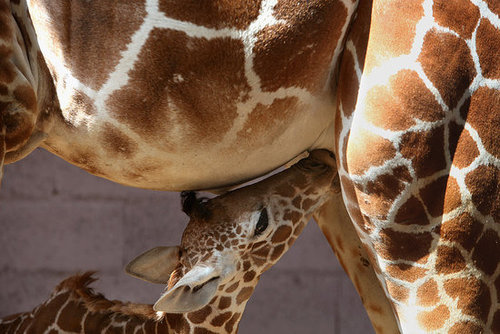 Meet This Record Breaking Zoo Babe! Meet This Record Breaking Zoo Babe!