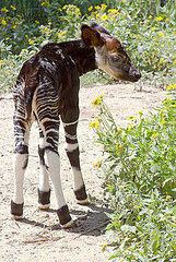 Have You Ever Seen an Okapi?