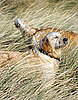 Dogs Love Other Pups' Stinky Breath: In the LINK of an Eye!