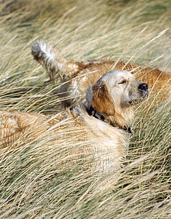 Dogs Love Other Pups' Stinky Breath: In the LINK of an Eye!
