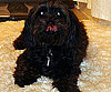 Pet Pic of the Day: Mallory Loves Fluffy Rugs