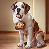 PetSugar's Weekly Recap Quiz 2009-07-25 03:00:33