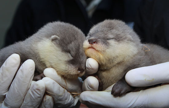 Photos of Baby Otters