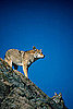 10 Wild Animals That Could Attack a Pet: In the LINK of an Eye!