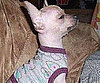 Pet Pic of the Day: Pocket Suffers For Fashion's Sake