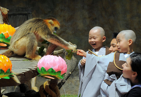 Monkey See, Monkey Do