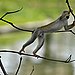 Monkey Bars