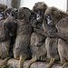 More Fun Than a Barrel of Monkeys